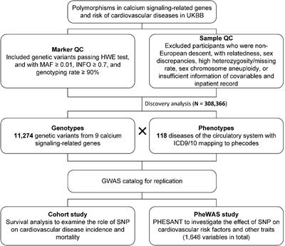 Association Study of Genetic Variants in Calcium Signaling-Related Genes With Cardiovascular Diseases